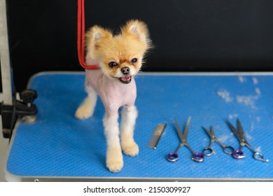 Naked Pomeranian Pomeranian On Grooming Table Stock Photo 2150309927