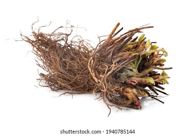 Naked Root Strawberry Plant Front White Stock Photo Shutterstock