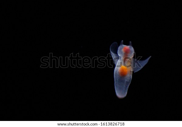 Naked Sea Butterfly Sea Angel Called Stock Photo Shutterstock