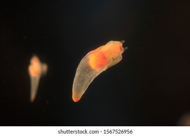 Naked Sea Butterfly Images Stock Photos Vectors Shutterstock