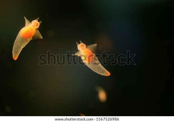 Naked Sea Butterfly Sea Angel Common Shutterstock