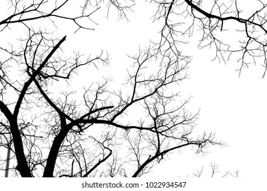 Naked Tree Branches On White Background Shutterstock