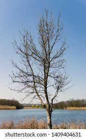 Naked Tree Growing On Green Grass Stock Photo Shutterstock