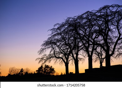 Naked Trees After The Sunset With The Skyline In Skogskyrkogården In Stockholm, Sweden In Early Spring