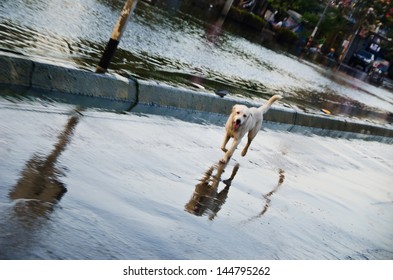 NAKHON PATHOM, THAILAND - NOV 26:  dog escape from the flood  at  Utthayan road  during the worst flooding crisis  on November  26, 2011 in Nakhon Pathom, Thailand