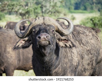 Nakuru, Kenya, Africa - February 25, 2020: Herd of cape buffalo along Savannah, Lake Nakuru, Kenya, Africa