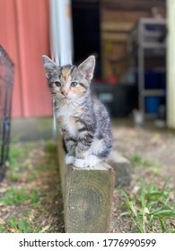 Nala The Sweet Barn Cat