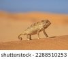 desert animal