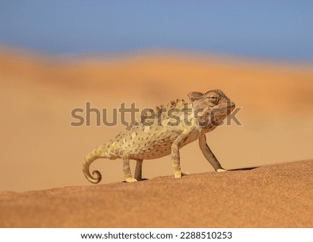 A Namaqua chameleon in the Namib Desert