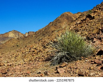 A Namaqua pork bush growing on the rocky barren edge of the Fish River Canyon in Southern Namibia - Shutterstock ID 2251987875