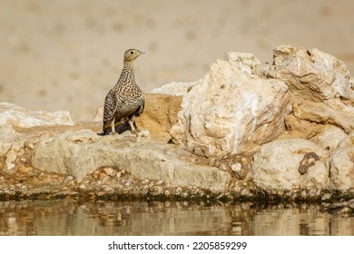 Namaqua Sandgrouse Female Standing At Waterhole In Kgalagadi Transfrontier Park, South Africa; Specie Pterocles Namaqua Family Of Pteroclidae