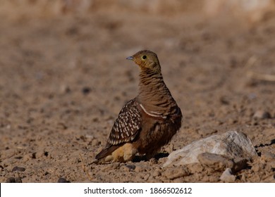 Namaqua Sandgrouse On Sand Next To Waterhole In Kgalagadi Trans Frontier Park, South Africa