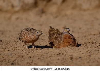 Namaqua Sandgrouse On Sand Next To Waterhole In Kgalagadi Trans Frontier Park, South Africa