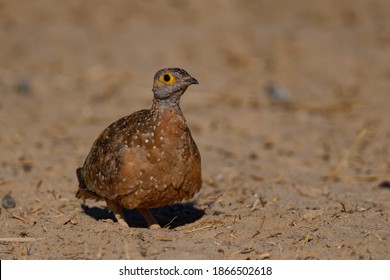 Namaqua Sandgrouse On Sand Next To Waterhole In Kgalagadi Trans Frontier Park, South Africa