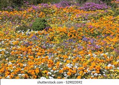 Namaqualand Flowers 