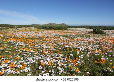 Namaqualand Flowers 