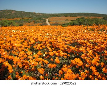 Namaqualand Flowers 