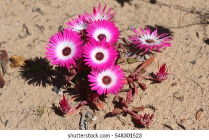 Namaqualand Flowers