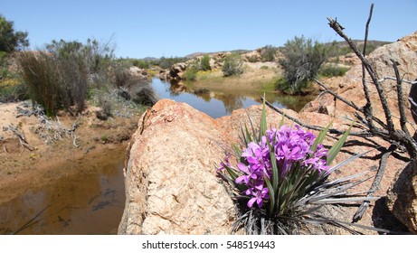 Namaqualand Flowers