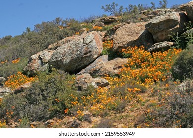 Namaqualand Flowers Against A Rocky Hill