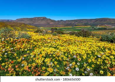 Namaqualand Flowers Blooming During August