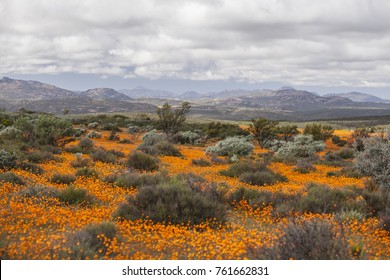 Namaqualand Wild Flowers