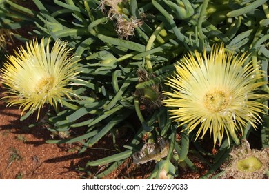 Namaqualand Wild Flowers In South Africa