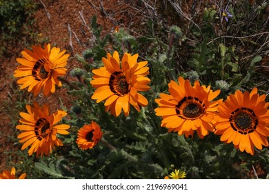 Namaqualand Wild Flowers In South Africa