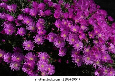 Namaqualand Wild Flowers In South Africa