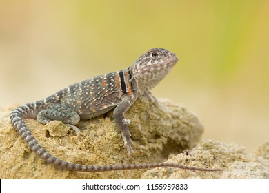 The name "collared lizard" comes from the lizard's distinct coloration, which includes bands of black around the neck and shoulders that look like a collar.