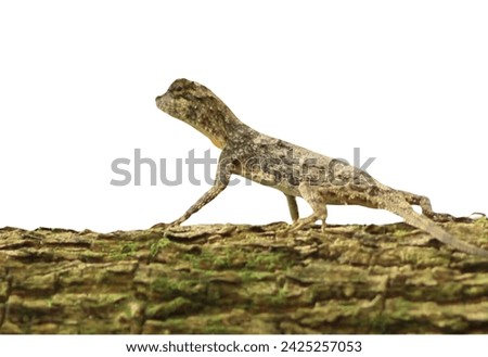 The name collared lizard comes from the lizard's distinct coloration, which includes bands of black around the neck and shoulders that look like a collar