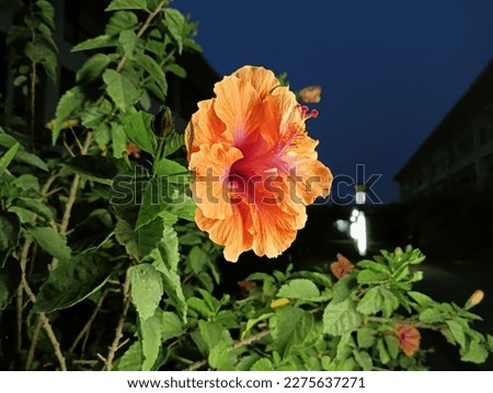 The name of the flower is Hibiscus(Orange).Its a very beautiful low light photo. Hope fully everybody enjoy it.