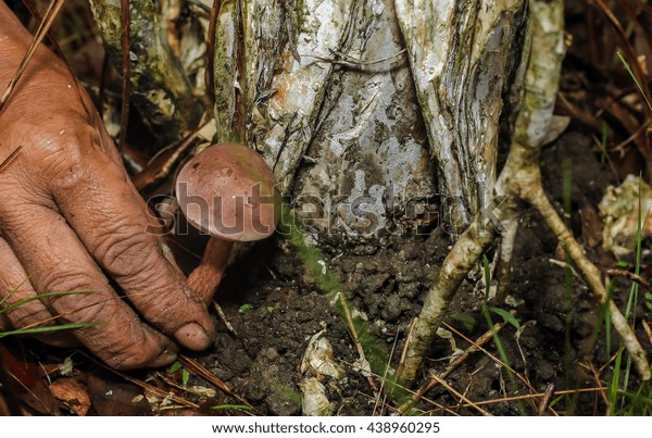 Name Food Pantry Thailand That Find Stock Photo Edit Now 438960295