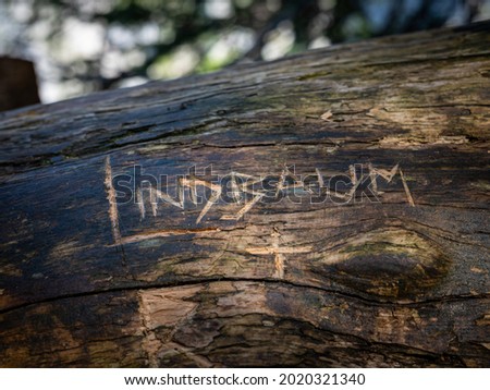 Name Lindbaum cut into an old lying tree trunk