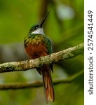 Its name means "small yellow bird with a brown tail". The "Rufous-tailed Jacamar" occurs from the region of Mexico to Bolivia and Argentina and in much of Brazil (Galbula ruficauda. Cuvier, 1816).