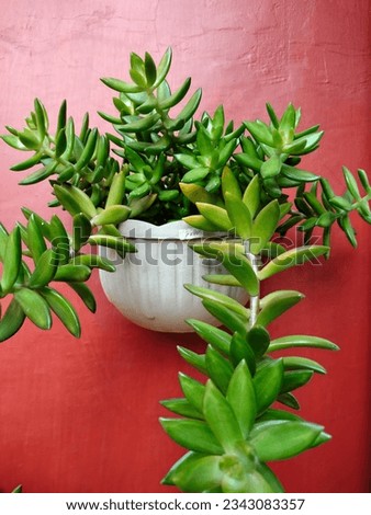 
The name sedum nussbaumerianum is a small succulent plant with a light green or orange appearance. Grows best in a sunny environment. Originally native to Mexico, sedum nussbaumerianum has spread wor