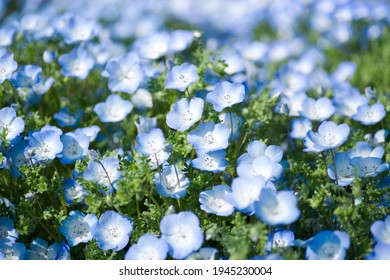 ネモフィラ 背景 Images Stock Photos Vectors Shutterstock ネモフィラ 背景 Images Stock Photos Vectors Shutterstock