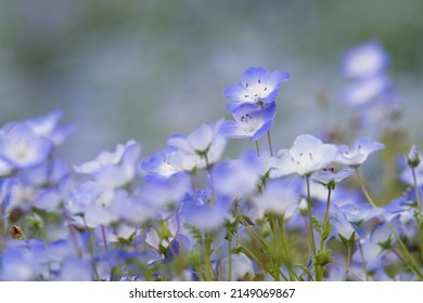 Nemophila Images, Stock Photos & Vectors | Shutterstock