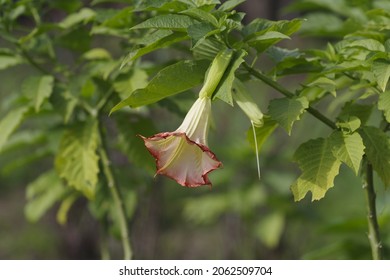 The name of these flowers is Angel's Trumpet,Brugmansia suaveolens.
Scientific name is Brugmansia Datura.