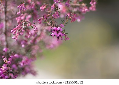 The name of these flowers is Channeled heath,Black-anthered Heath,Black-eyed Heath.
				 Scientific name is Erica canaliculata.