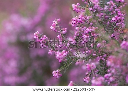 Similar – Spring flowers Environment