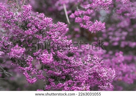 The name of these flowers is Channeled heath,Black-anthered Heath,Black-eyed Heath.
 Scientific name is Erica canaliculata.