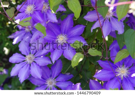 The name of these flowers is  Clematis.
Scientific name is Clematis.