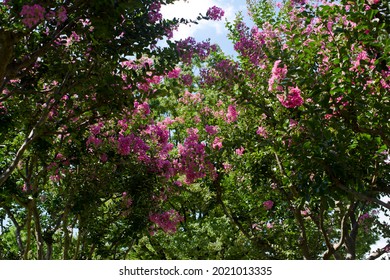 Name These Flowers Crapemyrtle Scientific Name Stock Photo 2021013335 ...