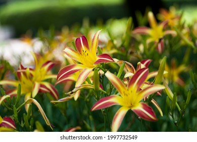 The Name Of These Flowers Is  Daylily. Scientific Name Is Hemerocallis.The Name Of This Daylily Is Gay Troubadour.