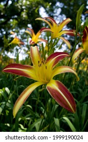 The name of these flowers is Daylily.
Scientific name is Hemerocallis.The name of this Daylily is Gay Troubadour.