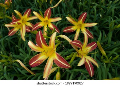The name of these flowers is Daylily.
Scientific name is Hemerocallis.The name of this Daylily is Gay Troubadour.