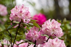 The Name Of These Flowers Is " Rhododendron".These Rhododendrons Name Is Joyful Day.
Scientific Name Is Rhododendron Subgenus Hymenanthes.