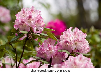 The name of these flowers is " Rhododendron".These Rhododendrons name is Joyful day.
				Scientific name is Rhododendron subgenus Hymenanthes.