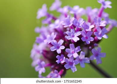 The Name Of These Flowers Is  Tall Vervain.
Scientific Name Is Verbena Bonariensis.